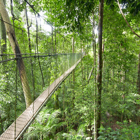 Canopy Walk, Teman Negara, West-Maleisië
