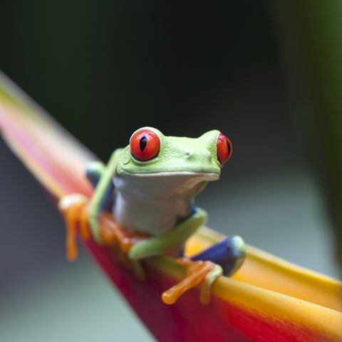 Afbeelding omschrijving