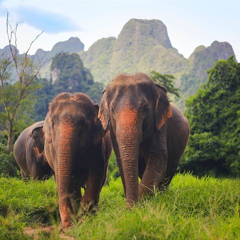 Elephant Hills, Khao Sok National Park