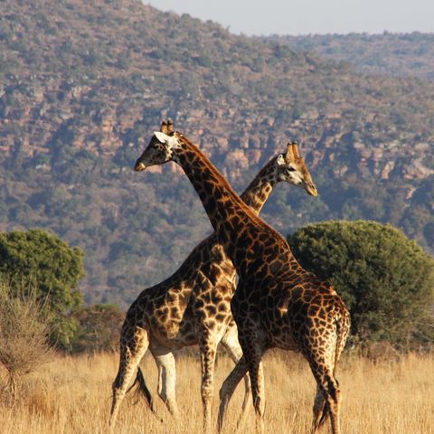 Afbeelding omschrijving