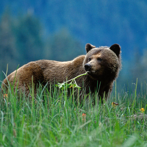 grizzly beer in West-Canada