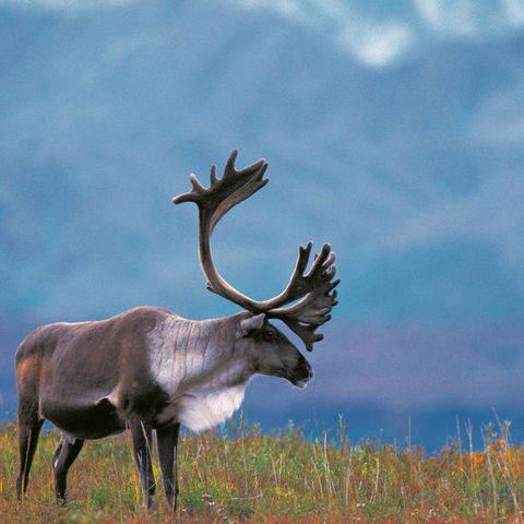 Afbeelding omschrijving