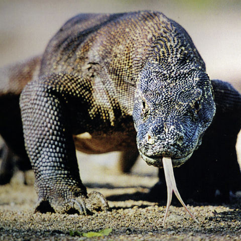 Afbeelding omschrijving