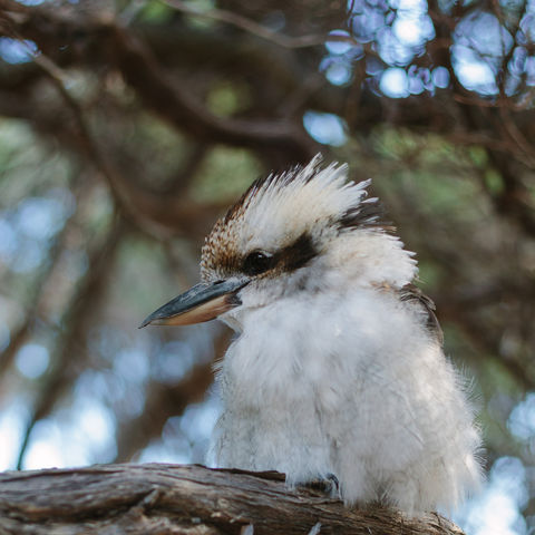 Afbeelding omschrijving