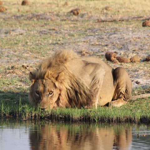 Afbeelding omschrijving