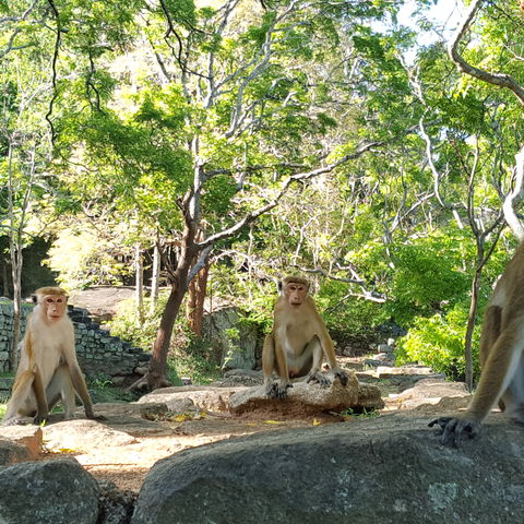 Afbeelding omschrijving