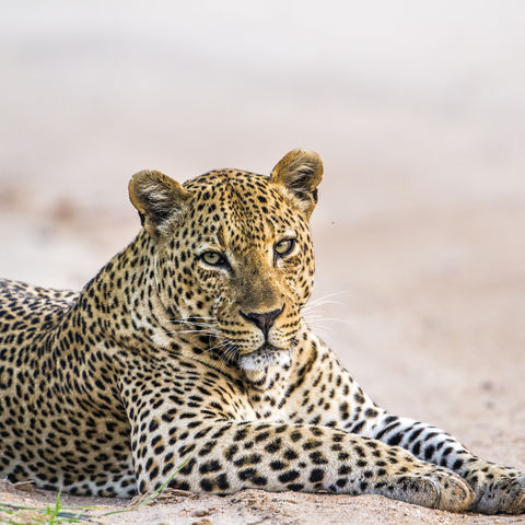 Afbeelding omschrijving