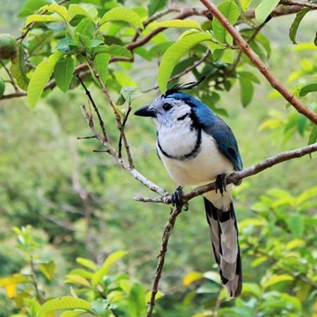 Afbeelding omschrijving