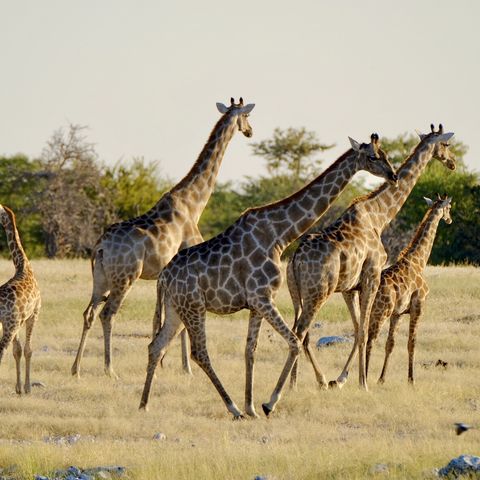 Giraffen in Etosha NP, Namibië