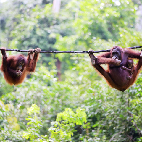 Afbeelding omschrijving