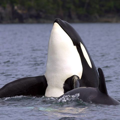 Afbeelding omschrijving