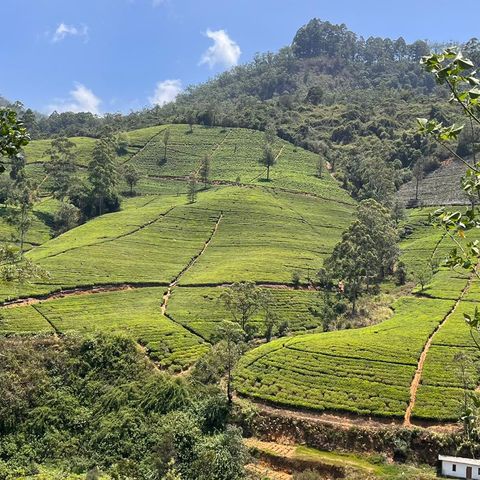 Theeplantages in Ella, Sri Lanka