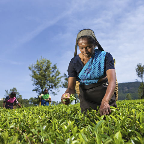 Afbeelding omschrijving