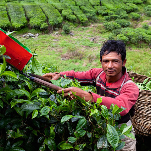 Afbeelding omschrijving