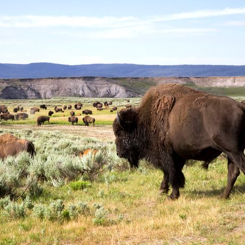 Afbeelding omschrijving