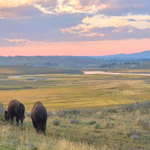 Afbeelding omschrijving