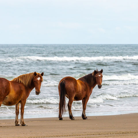 Afbeelding omschrijving