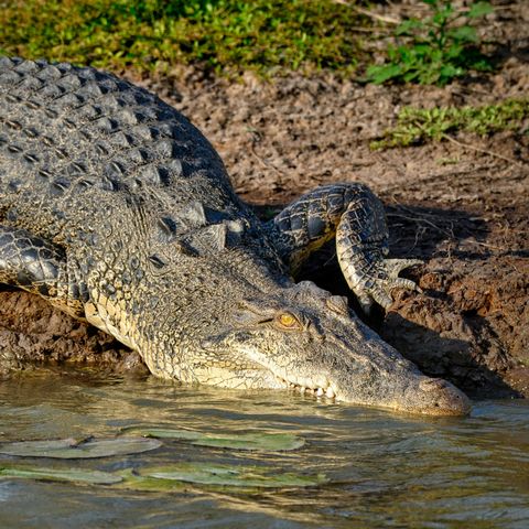 Afbeelding omschrijving