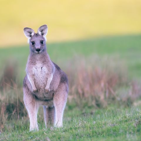 Afbeelding omschrijving