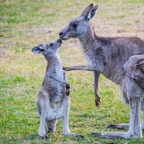 Afbeelding omschrijving