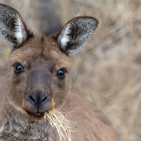 Afbeelding omschrijving