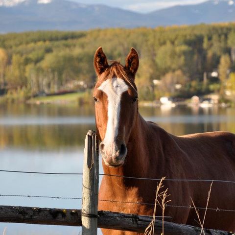 Afbeelding omschrijving