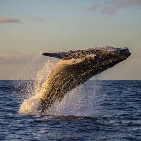 Afbeelding omschrijving
