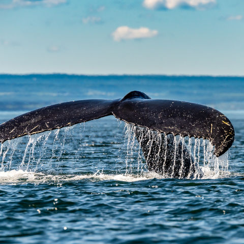 Afbeelding omschrijving
