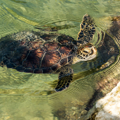 Afbeelding omschrijving