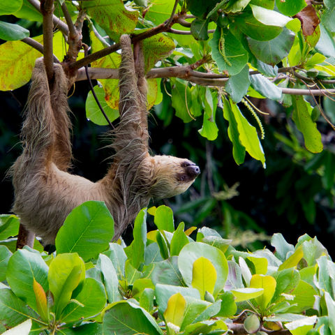 Luiaard in Costa Rica