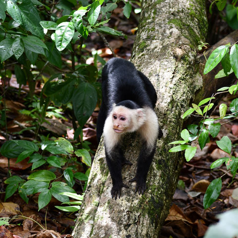 Afbeelding omschrijving