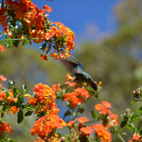 Afbeelding omschrijving