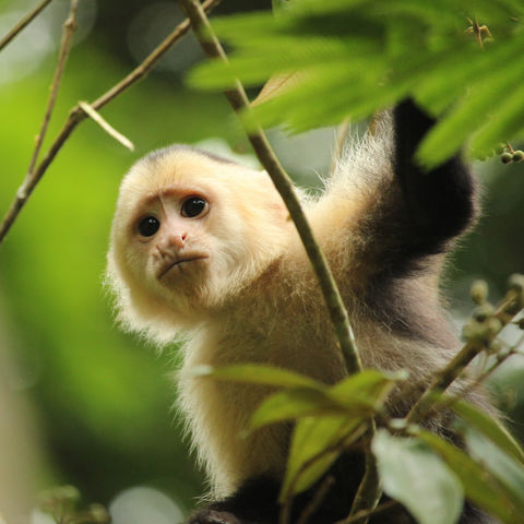 Afbeelding omschrijving