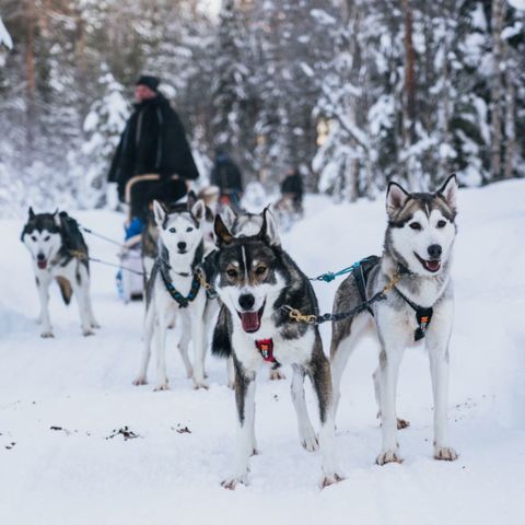 Huskysafari in Rovaniemi