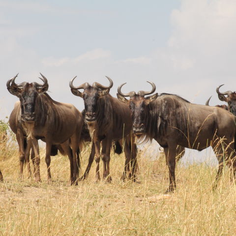 Afbeelding omschrijving