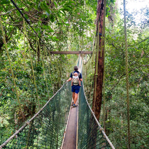 Canopy Walk, Taman Negara, Maleisië