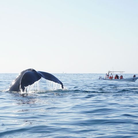Afbeelding omschrijving
