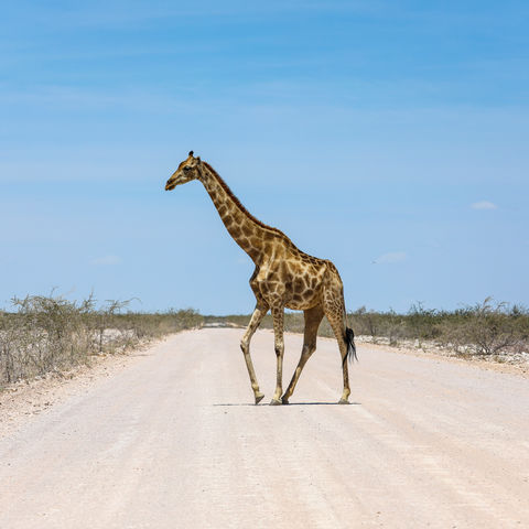 Afbeelding omschrijving