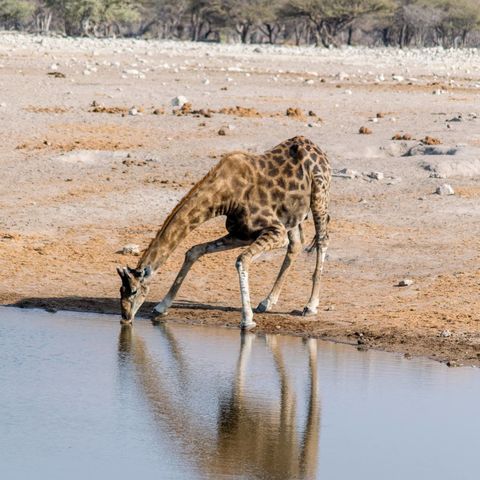 Afbeelding omschrijving