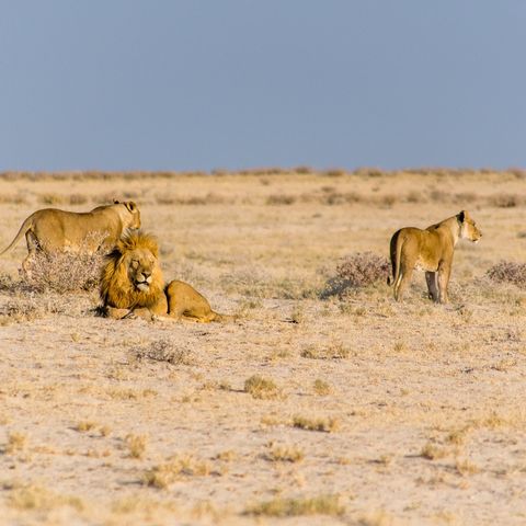 Afbeelding omschrijving