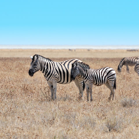 Reizen Met Kinderen Namibie Travelnauts Experts In Verre Gezinsreizen