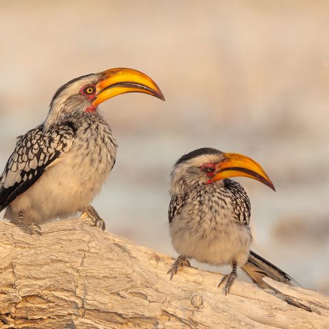 Afbeelding omschrijving