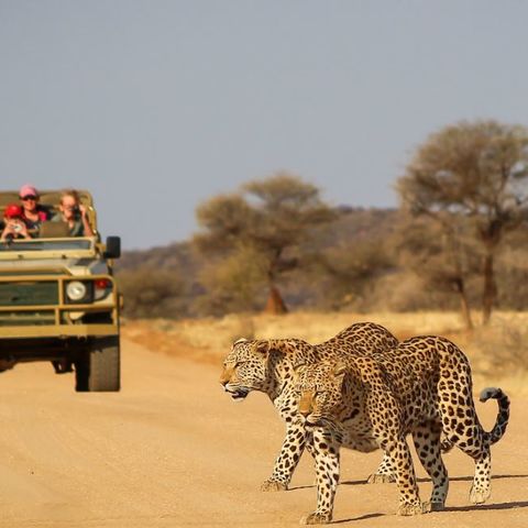 Luipaarden spotten in Okonjima