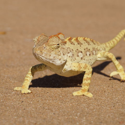 Afbeelding omschrijving