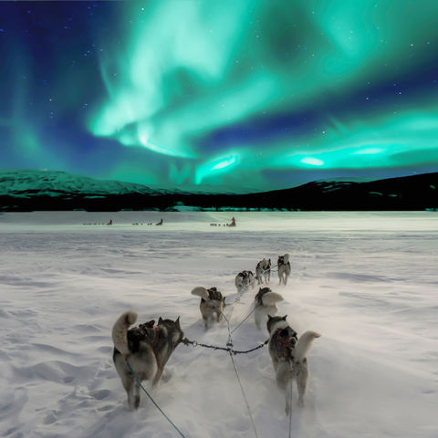 Het noorderlicht spotten tijdens een huskysafari in Noorwegen