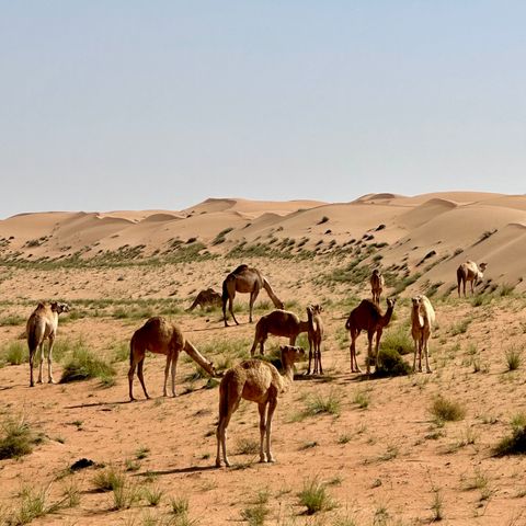 Afbeelding omschrijving