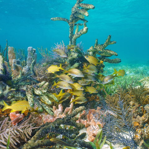 Afbeelding omschrijving