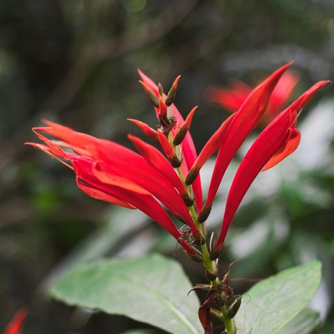 Afbeelding omschrijving