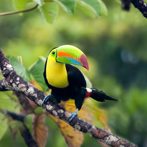 Toekan in Panama