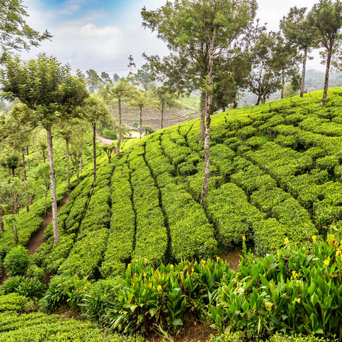 Afbeelding omschrijving